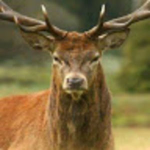 Meet your Posher, Timothy